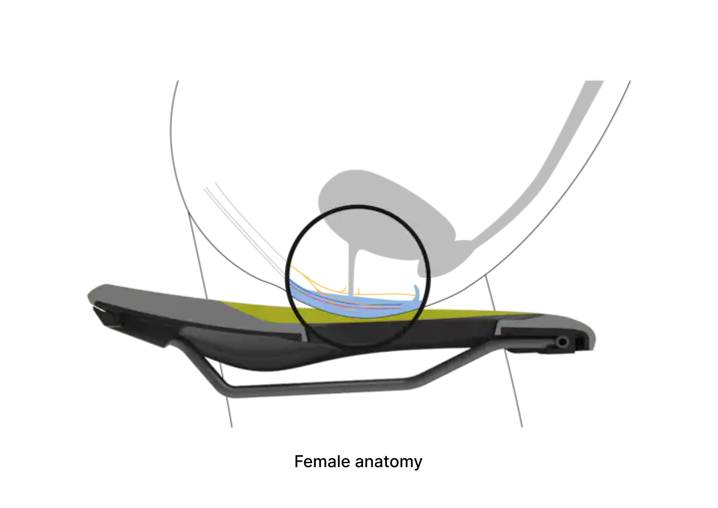 Ergon Bild female anatomy jpg