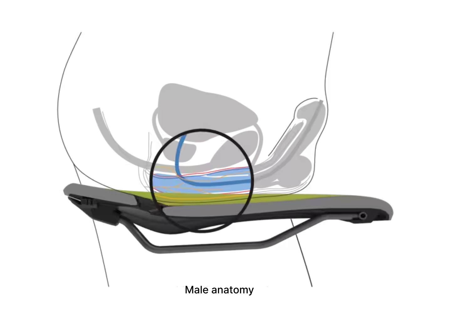 Ergon Bild male anatomy jpg